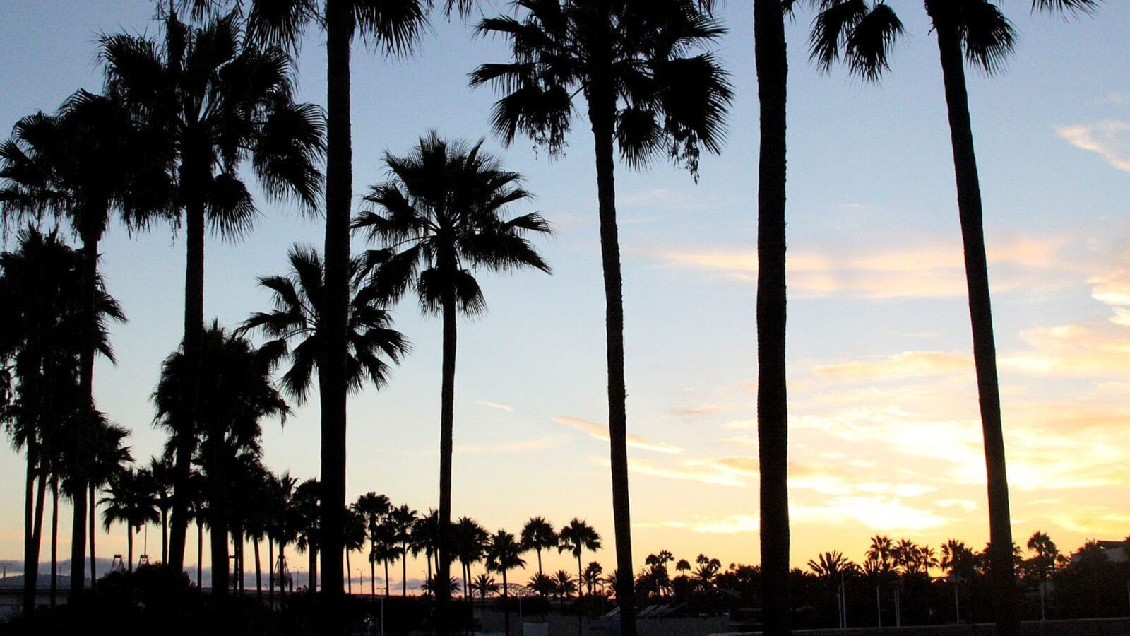 Palm Trees