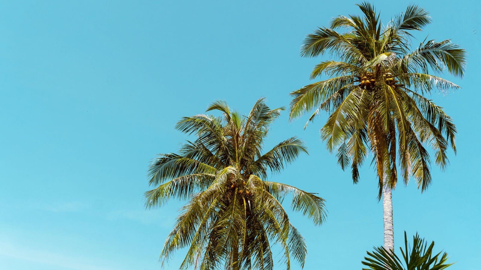 Palm Tree